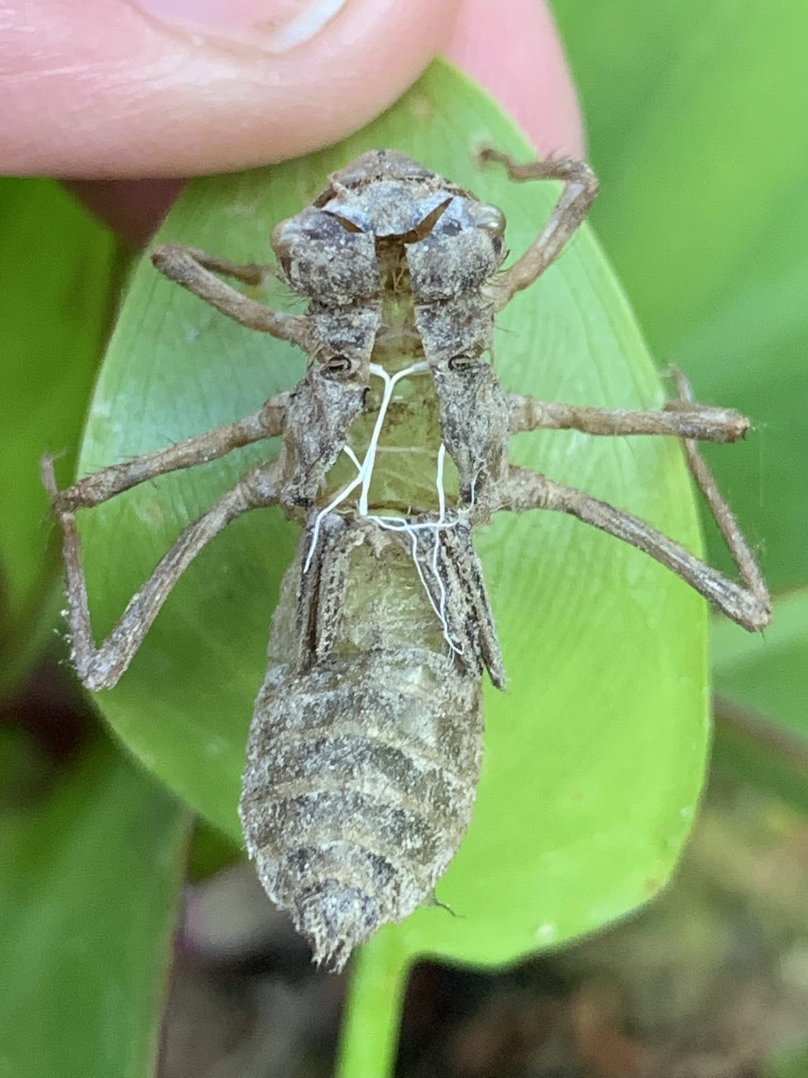 Dragonfly Skin