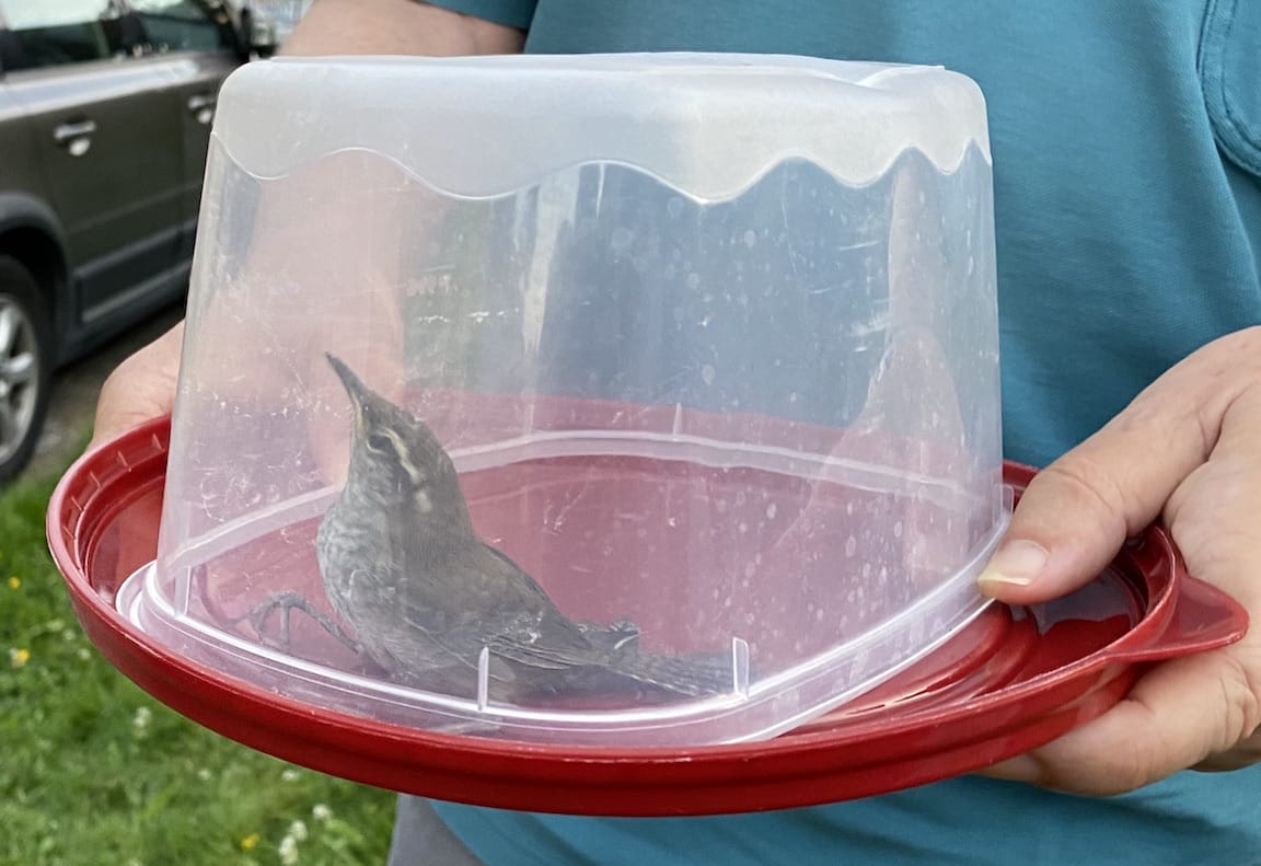 Bewick's Wren